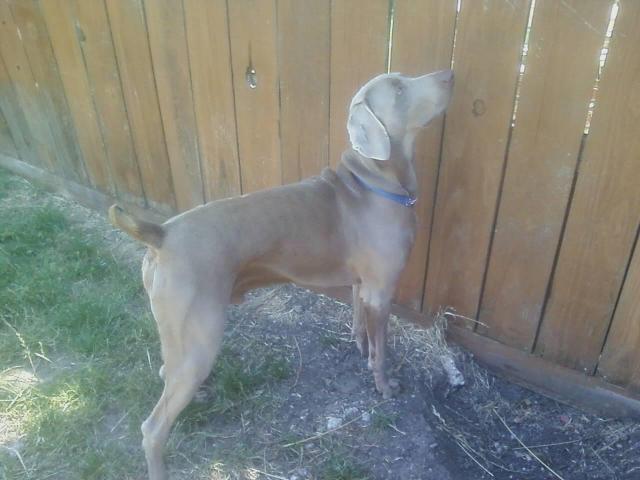Roscoe at fence